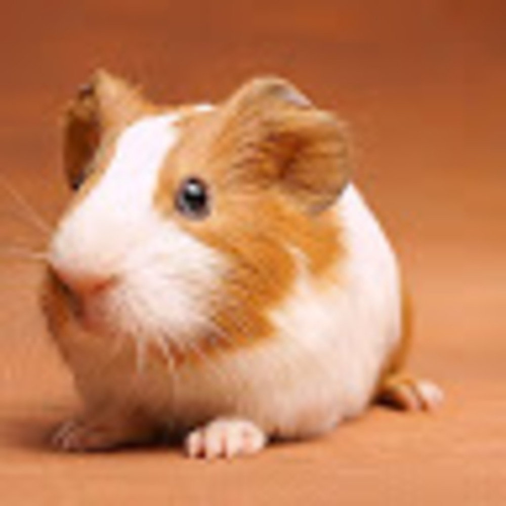 Meet your Posher, Isabella